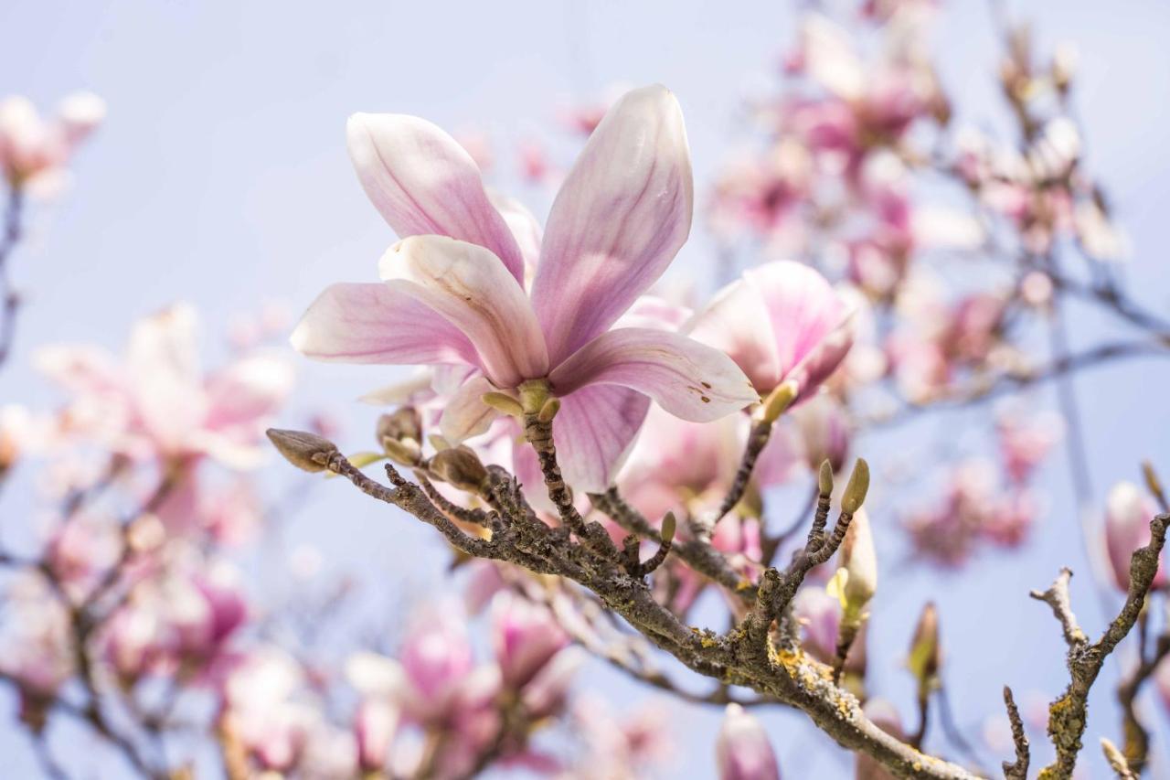 Bed and Breakfast La Magnolia Greve in Chianti Exterior foto